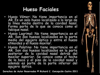 Hueso Faciales
 • Hueso Vómer: No tiene importancia en el
   AR. Es un solo hueso localizado a lo largo de
   la línea media dentro de la cavidad nasal.
   Forma parte de lo que se conoce como el
   tabique nasal.
 • Hueso Lagrimal: No tiene importancia en el
   AR. Son dos huesos localizados en la parte
   media del agujero óptica y entre el hueso
   etmoides y el hueso maxilar.
 • Hueso Palatino: No tiene importancia en el
   AR. Son dos huesos localizados en la parte
   posterior de la cavidad nasal detrás del
   maxilar superior. Se conoce como el techo
   de la boca y el piso de la cavidad nasal y
   además es parte de la parte inferior del
   agujero óptico.
Derechos de Autor Reservados © Richard C. Concepción Castro 2011
 