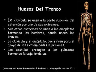 Huesos Del Tronco

 • La  clavícula se unen a la parte superior del
   esternón por uno de sus extremos.
 • Sus otros extremos se unen a los omoplatos
   formando los hombros, donde nacen los
   brazos.
 • La clavícula y el omóplato, que sirven para el
   apoyo de las extremidades superiores.
 • Las costillas protegen a los pulmones
   formando la caja torácica.



Derechos de Autor Reservados © Richard C. Concepción Castro 2011
 
