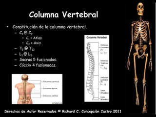 Columna Vertebral
 • Constitución de la columna vertebral.
     – C1 @ C7
          • C1 = Atlas
          • C2 = Axis
     –   T1 @ T12
     –   L1 @ L5
     –   Sacras 5 fusionadas.
     –   Cóccix 4 fusionadas.




Derechos de Autor Reservados © Richard C. Concepción Castro 2011
 