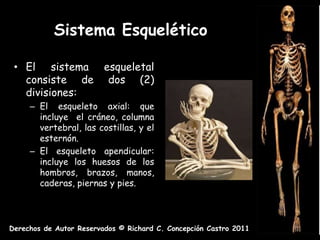 Sistema Esquelético

 • El sistema esqueletal
   consiste de dos (2)
   divisiones:
     – El esqueleto axial: que
       incluye el cráneo, columna
       vertebral, las costillas, y el
       esternón.
     – El esqueleto apendicular:
       incluye los huesos de los
       hombros, brazos, manos,
       caderas, piernas y pies.




Derechos de Autor Reservados © Richard C. Concepción Castro 2011
 