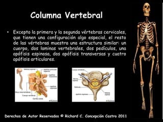 Columna Vertebral
 • Excepto la primera y la segunda vértebras cervicales,
   que tienen una configuración algo especial, el resto
   de las vértebras muestra una estructura similar: un
   cuerpo, dos laminas vertebrales, dos pedículos, una
   apófisis espinosa, dos apófisis transversas y cuatro
   apófisis articulares.




Derechos de Autor Reservados © Richard C. Concepción Castro 2011
 