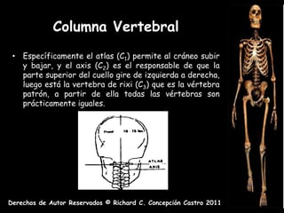 Columna Vertebral
 • Específicamente el atlas (C1) permite al cráneo subir
   y bajar, y el axis (C2) es el responsable de que la
   parte superior del cuello gire de izquierda a derecha,
   luego está la vertebra de rixi (C3) que es la vértebra
   patrón, a partir de ella todas las vértebras son
   prácticamente iguales.




Derechos de Autor Reservados © Richard C. Concepción Castro 2011
 