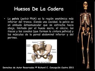Huesos De La Cadera
 • La pelvis (pelvis PNA) es la región anatómica más
   inferior del tronco. Siendo una cavidad, la pelvis es
   un embudo ósteomuscular que se estrecha hacia
   abajo, limitado por el hueso sacro, el cóccix, los
   iliacos y los coxales (que forman la cintura pélvica) y
   los músculos de la pared abdominal inferior y del
   perineo.




Derechos de Autor Reservados © Richard C. Concepción Castro 2011
 