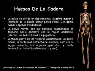 Huesos De La Cadera
 • La pelvis se divide en dos regiones: la pelvis mayor o
   (también se le puede llamar pelvis Falsa) y la pelvis
   menor o (pelvis Verdadera) .
 • La pelvis mayor, con sus paredes ensanchadas es
   solidaria hacia adelante con la región abdominal
   inferior, las fosas ilíacas e hipogastrio.
 • Contiene parte de las vísceras abdominales. La pelvis
   menor, la parte más estrecha del embudo, contiene la
   vejiga urinaria, los órganos genitales, y parte
   terminal del tubo digestivo (recto y ano).




Derechos de Autor Reservados © Richard C. Concepción Castro 2011
 