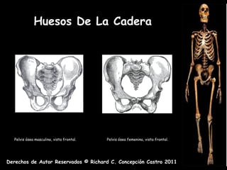 Huesos De La Cadera




  Pelvis ósea masculina, vista frontal.   Pelvis ósea femenina, vista frontal.




Derechos de Autor Reservados © Richard C. Concepción Castro 2011
 