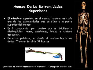 Huesos De La Extremidades
                 Superiores
 • El miembro superior, en el cuerpo humano, es cada
   una de las extremidades que se fijan a la parte
   superior del tronco.
 • Está compuesto por cuatro partes fácilmente
   distinguibles: mano, antebrazo, brazo y cintura
   escapular.
 • En otras palabras, va desde el hombro hasta los
   dedos. Tiene un total de 32 huesos




Derechos de Autor Reservados © Richard C. Concepción Castro 2011
 