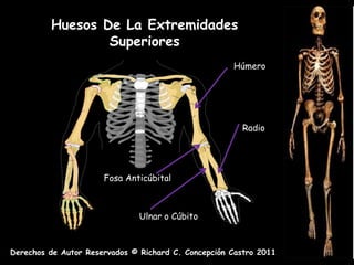 Huesos De La Extremidades
                 Superiores
                                                     Húmero




                                                       Radio




                      Fosa Anticúbital



                               Ulnar o Cúbito



Derechos de Autor Reservados © Richard C. Concepción Castro 2011
 