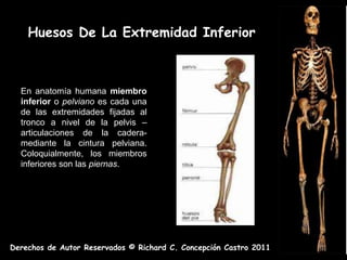 Huesos De La Extremidad Inferior



  En anatomía humana miembro
  inferior o pelviano es cada una
  de las extremidades fijadas al
  tronco a nivel de la pelvis –
  articulaciones de la cadera-
  mediante la cintura pelviana.
  Coloquialmente, los miembros
  inferiores son las piernas.




Derechos de Autor Reservados © Richard C. Concepción Castro 2011
 