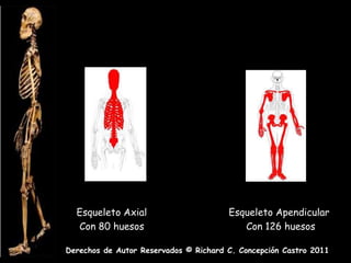 Esqueleto Axial                      Esqueleto Apendicular
  Con 80 huesos                           Con 126 huesos

Derechos de Autor Reservados © Richard C. Concepción Castro 2011
 