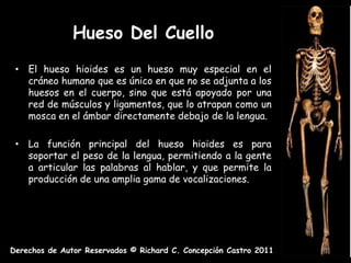 Hueso Del Cuello
 • El hueso hioides es un hueso muy especial en el
   cráneo humano que es único en que no se adjunta a los
   huesos en el cuerpo, sino que está apoyado por una
   red de músculos y ligamentos, que lo atrapan como un
   mosca en el ámbar directamente debajo de la lengua.

 • La función principal del hueso hioides es para
   soportar el peso de la lengua, permitiendo a la gente
   a articular las palabras al hablar, y que permite la
   producción de una amplia gama de vocalizaciones.




Derechos de Autor Reservados © Richard C. Concepción Castro 2011
 