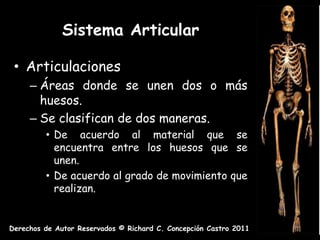 Sistema Articular

 • Articulaciones
     – Áreas donde se unen dos o más
       huesos.
     – Se clasifican de dos maneras.
         • De acuerdo al material que se
           encuentra entre los huesos que se
           unen.
         • De acuerdo al grado de movimiento que
           realizan.


Derechos de Autor Reservados © Richard C. Concepción Castro 2011
 