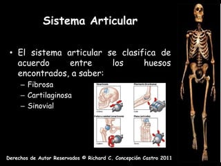 Sistema Articular

 • El sistema articular se clasifica de
   acuerdo     entre     los     huesos
   encontrados, a saber:
     – Fibrosa
     – Cartilaginosa
     – Sinovial




Derechos de Autor Reservados © Richard C. Concepción Castro 2011
 