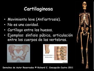 Cartilaginosa

 •   Movimiento leve (Anfiartrosis).
 •   No es una cavidad.
 •   Cartílago entre los huesos.
 •   Ejemplos: sínfisis púbica, articulación
     entre los cuerpos de las vertebras.




Derechos de Autor Reservados © Richard C. Concepción Castro 2011
 