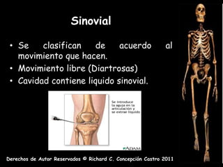 Sinovial

 • Se    clasifican   de     acuerdo                        al
   movimiento que hacen.
 • Movimiento libre (Diartrosas)
 • Cavidad contiene liquido sinovial.




Derechos de Autor Reservados © Richard C. Concepción Castro 2011
 