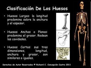 Clasificación De Los Huesos
 • Huesos Largos: la longitud
   predomina sobre la anchura
   y el espesor.

 • Huesos Anchos o Planos:
   predomina el grosor. Rodean
   las cavidades.

 • Huesos Cortos: sus tres
   dimensiones,         longitud,
   anchura y grosor, son
   similares o iguales.

Derechos de Autor Reservados © Richard C. Concepción Castro 2011
 