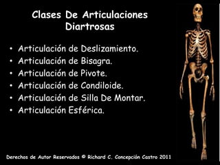 Clases De Articulaciones
                Diartrosas

 •   Articulación       de Deslizamiento.
 •   Articulación       de Bisagra.
 •   Articulación       de Pivote.
 •   Articulación       de Condiloide.
 •   Articulación       de Silla De Montar.
 •   Articulación       Esférica.




Derechos de Autor Reservados © Richard C. Concepción Castro 2011
 