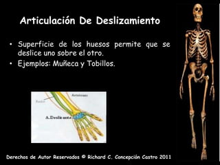 Articulación De Deslizamiento

 • Superficie de los huesos permite que se
   deslice uno sobre el otro.
 • Ejemplos: Muñeca y Tobillos.




Derechos de Autor Reservados © Richard C. Concepción Castro 2011
 