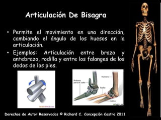 Articulación De Bisagra

 • Permite el movimiento en una dirección,
   cambiando el ángulo de los huesos en la
   articulación.
 • Ejemplos: Articulación entre brazo y
   antebrazo, rodilla y entre los falanges de los
   dedos de los pies.




Derechos de Autor Reservados © Richard C. Concepción Castro 2011
 