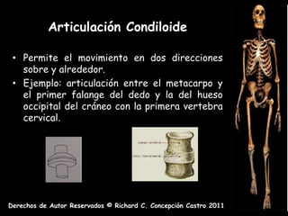 Articulación Condiloide

 • Permite el movimiento en dos direcciones
   sobre y alrededor.
 • Ejemplo: articulación entre el metacarpo y
   el primer falange del dedo y la del hueso
   occipital del cráneo con la primera vertebra
   cervical.




Derechos de Autor Reservados © Richard C. Concepción Castro 2011
 