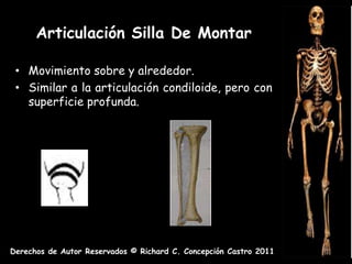 Articulación Silla De Montar

 • Movimiento sobre y alrededor.
 • Similar a la articulación condiloide, pero con
   superficie profunda.




Derechos de Autor Reservados © Richard C. Concepción Castro 2011
 