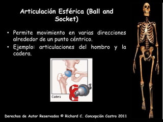 Articulación Esférica (Ball and
                   Socket)

 • Permite movimiento en varias direcciones
   alrededor de un punto céntrico.
 • Ejemplo: articulaciones del hombro y la
   cadera.




Derechos de Autor Reservados © Richard C. Concepción Castro 2011
 