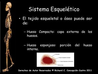 Sistema Esquelético
• El tejido esqueletal o óseo puede ser
  de:

    – Hueso Compacto: capa externa de los
      huesos.

    – Hueso esponjoso:              porción      del    hueso
      interno.




Derechos de Autor Reservados © Richard C. Concepción Castro 2011
 