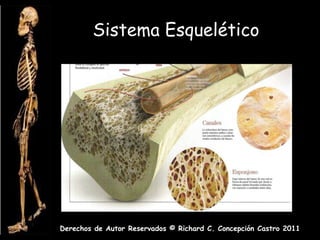 Sistema Esquelético




Derechos de Autor Reservados © Richard C. Concepción Castro 2011
 