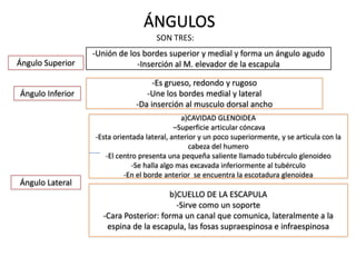 Borde Rugoso Sistema esqueletico del miembro superior | PPTX
