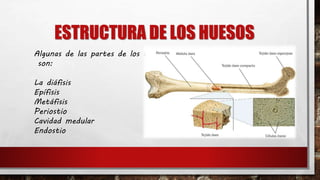 Sistema esqueletico humano 7° | PPTX