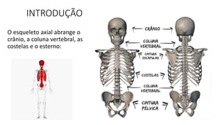 Sentido Axial SISTEMA ESQUELETIVO- AXIAL, AULA 02.pptx