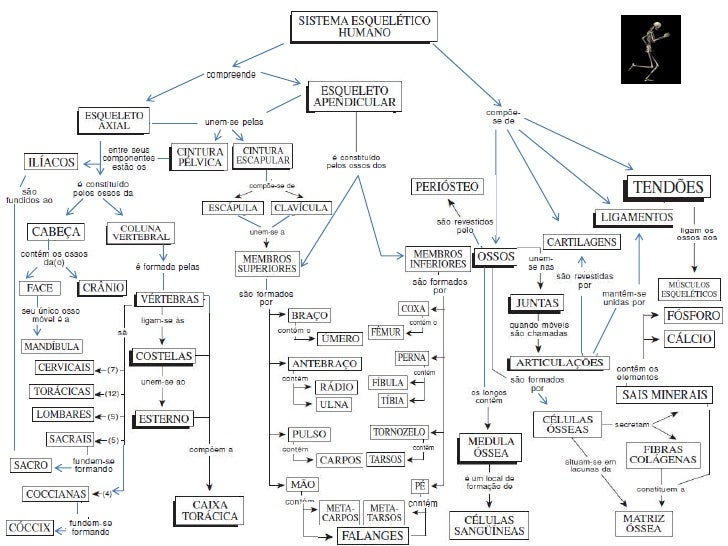 Sistema esqueleto mapa mental