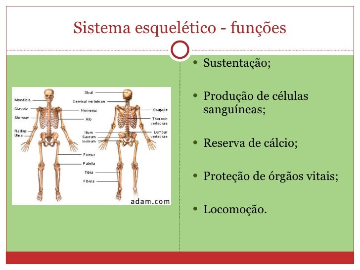 Sistema EsqueléTico