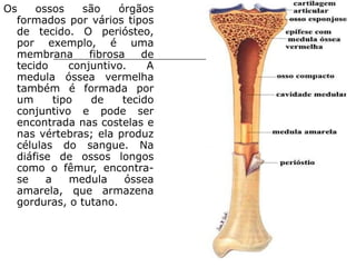 Os ossos são órgãos formados por vários tipos de tecido. O periósteo, por exemplo, é uma membrana fibrosa de tecido conjuntivo. A medula óssea vermelha também é formada por um tipo de tecido conjuntivo e pode ser encontrada nas costelas e nas vértebras; ela produz células do sangue. Na diáfise de ossos longos como o fêmur, encontra-se a medula óssea amarela, que armazena gorduras, o tutano.  