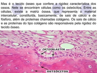 Mas é o tecido ósseo que confere a rigidez característica dos ossos. Nele se encontram células como os osteócitos. Entre as células, existe a matriz óssea, que representa o material intercelular, constituída, basicamente, de sais de cálcio e de fósforo, além de proteínas chamadas colágeno. Os sais de cálcio e as proteínas do tipo colágeno são responsáveis pela rigidez do tecido ósseo. 