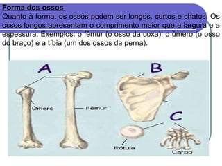 Forma dos ossos  Quanto à forma, os ossos podem ser longos, curtos e chatos. Os ossos longos apresentam o comprimento maior que a largura e a espessura. Exemplos: o fêmur (o osso da coxa), o úmero (o osso do braço) e a tíbia (um dos ossos da perna).  