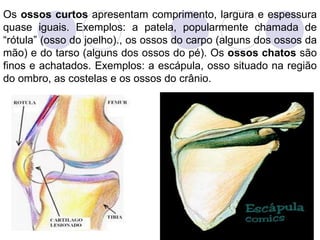 Os  ossos curtos  apresentam comprimento, largura e espessura quase iguais. Exemplos: a patela, popularmente chamada de “rótula” (osso do joelho)., os ossos do carpo (alguns dos ossos da mão) e do tarso (alguns dos ossos do pé). Os  ossos chatos  são finos e achatados. Exemplos: a escápula, osso situado na região do ombro, as costelas e os ossos do crânio.  