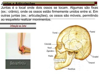 Juntas e Articulações  Juntas é o local onde dois ossos se tocam. Algumas são fixas (ex.: crânio), onde os ossos estão firmemente unidos entre si. Em outras juntas (ex.: articulações), os ossos são móveis, permitindo ao esqueleto realizar movimentos.  