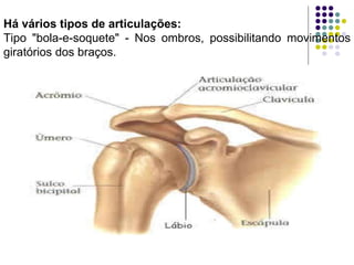 Há vários tipos de articulações:  Tipo "bola-e-soquete" - Nos ombros, possibilitando movimentos giratórios dos braços. 