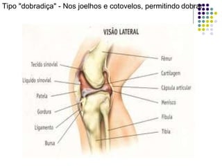 Tipo "dobradiça" - Nos joelhos e cotovelos, permitindo   dobrar. 