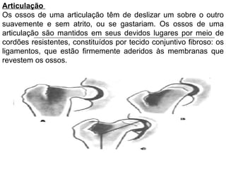 Articulação  Os ossos de uma articulação têm de deslizar um sobre o outro suavemente e sem atrito, ou se gastariam. Os ossos de uma articulação são mantidos em seus devidos lugares por meio de cordões resistentes, constituídos por tecido conjuntivo fibroso: os ligamentos, que estão firmemente aderidos às membranas que revestem os ossos. 