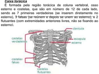 Caixa torácica É formada pela região torácica de coluna vertebral, osso esterno e costelas, que são em número de 12 de cada lado, sendo as 7 primeiras verdadeiras (se inserem diretamente no esterno), 3 falsas (se reúnem e depois se unem ao esterno), e 2 flutuantes (com extremidades anteriores livres, não se fixando ao esterno).  