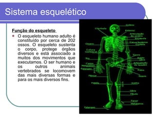 Sistema esquelético Função do esqueleto  O esqueleto humano adulto é constituído por cerca de 202 ossos. O esqueleto sustenta o corpo, protege órgãos diversos e está associado a muitos dos movimentos que executamos. O ser humano e os outros animais vertebrados se locomovem das mais diversas formas e para os mais diversos fins. 
