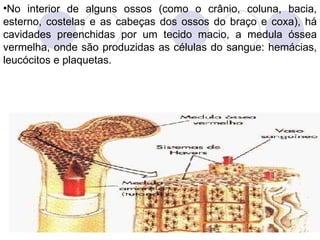 No interior de alguns ossos (como o crânio, coluna, bacia, esterno, costelas e as cabeças dos ossos do braço e coxa), há cavidades preenchidas por um tecido macio, a medula óssea vermelha, onde são produzidas as células do sangue: hemácias, leucócitos e plaquetas.  