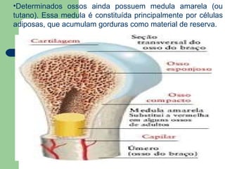 Determinados ossos ainda possuem medula amarela (ou tutano). Essa medula é constituída principalmente por células adiposas, que acumulam gorduras como material de reserva.  