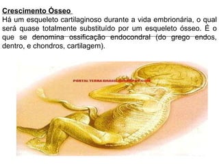 Crescimento Ósseo  Há um esqueleto cartilaginoso durante a vida embrionária, o qual será quase totalmente substituído por um esqueleto ósseo. É o que se denomina ossificação endocondral (do grego endos, dentro, e chondros, cartilagem). 
