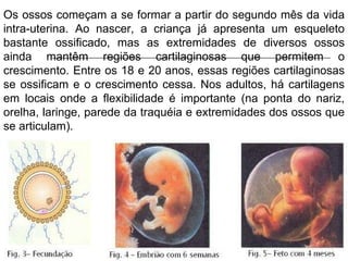 Os ossos começam a se formar a partir do segundo mês da vida intra-uterina. Ao nascer, a criança já apresenta um esqueleto bastante ossificado, mas as extremidades de diversos ossos ainda mantêm regiões cartilaginosas que permitem o crescimento. Entre os 18 e 20 anos, essas regiões cartilaginosas se ossificam e o crescimento cessa. Nos adultos, há cartilagens em locais onde a flexibilidade é importante (na ponta do nariz, orelha, laringe, parede da traquéia e extremidades dos ossos que se articulam).  