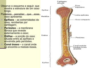 Observe o esquema a seguir, que mostra a estrutura de um osso longo. Podemos perceber que esse osso apresenta: Epífises  – as extremidades do osso, recobertas por cartilagem; Periósteo  – a membrana fibrosa que reveste externamente o osso; Diáfise  – a porção do osso situada entre as epífises e envolvida pelo periósteo. Canal ósseo  – o canal onde se encontra a medula óssea. 