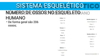 NÚMERO DE OSSOS NO ESQUELETO
HUMANO
• De forma geral são 206
ossos;
SISTEMA ESQUELÉTICO
 