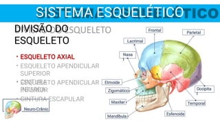 SISTEMA ESQUELÉTICO
Neuro-Crânio
Mandíbula
Maxilar
Nasa
l
Zigomático
Esfenoide
Occipita
l
Temporal
Frontal
Parietal
Lacrimal
Etmoide
•
•
•
•
DIVISÃO DO
ESQUELETO
ESQUELETO AXIAL
ESQUELETO APENDICULAR
SUPERIOR
ESQUELETO APENDICULAR
INFERIOR
CINTURA ESCAPULAR
• CINTURA
PELVICA
 