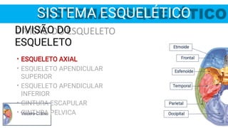 SISTEMA ESQUELÉTICO
Etmoide
Occipital
Parietal
Temporal
Esfenoide
Frontal
Víscero-Crânio
•
•
•
•
•
DIVISÃO DO
ESQUELETO
ESQUELETO AXIAL
ESQUELETO APENDICULAR
SUPERIOR
ESQUELETO APENDICULAR
INFERIOR
CINTURA ESCAPULAR
CINTURA PELVICA
 